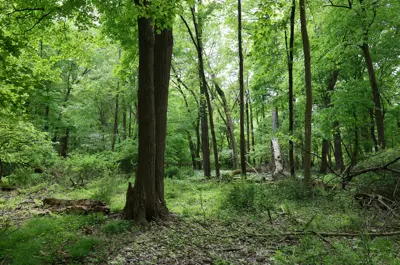 Jessie Smith Nature Preserve