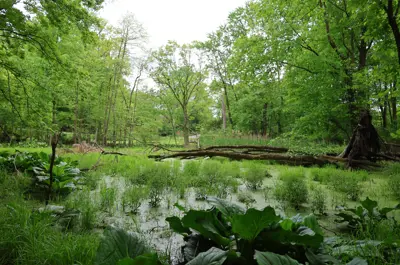 Jessie Smith Nature Preserve