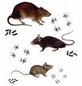 Different types of rodents matched with their respective footprints and droppings