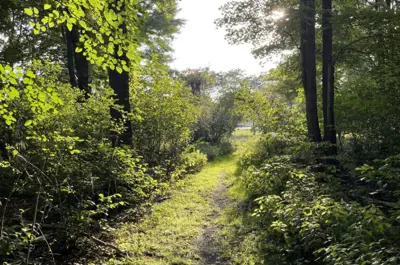 forest lakes wildlife preserve trail