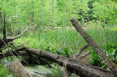 Jessie Smith Nature Preserve